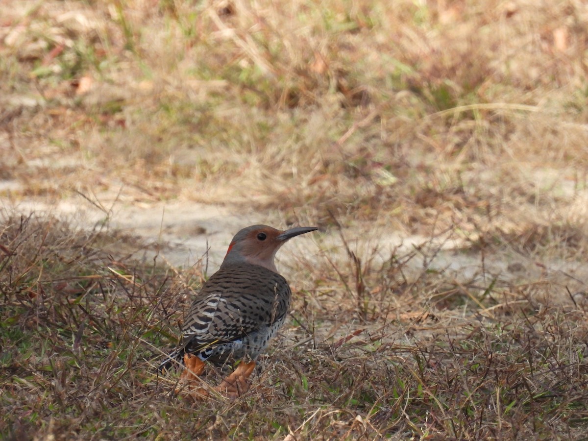 Northern Flicker - ML643689169