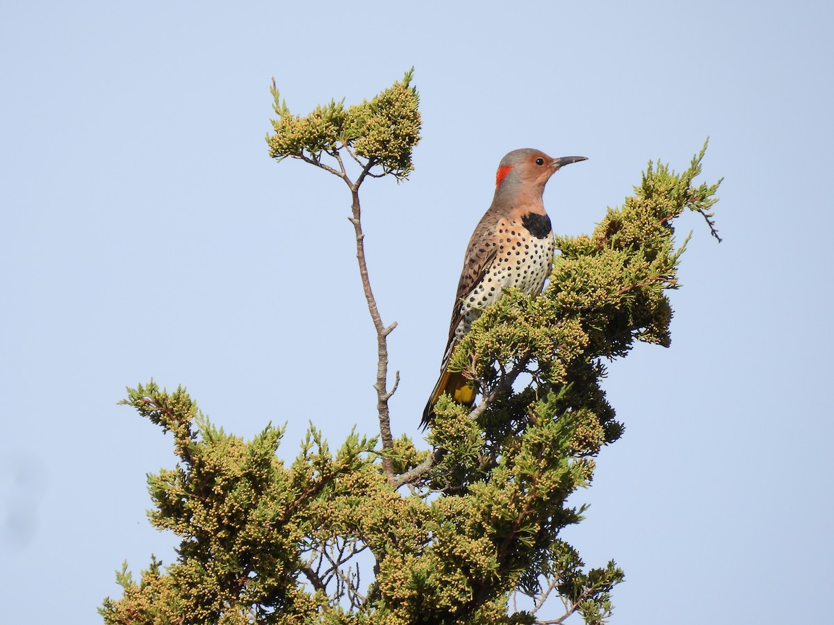 Northern Flicker - ML643689170