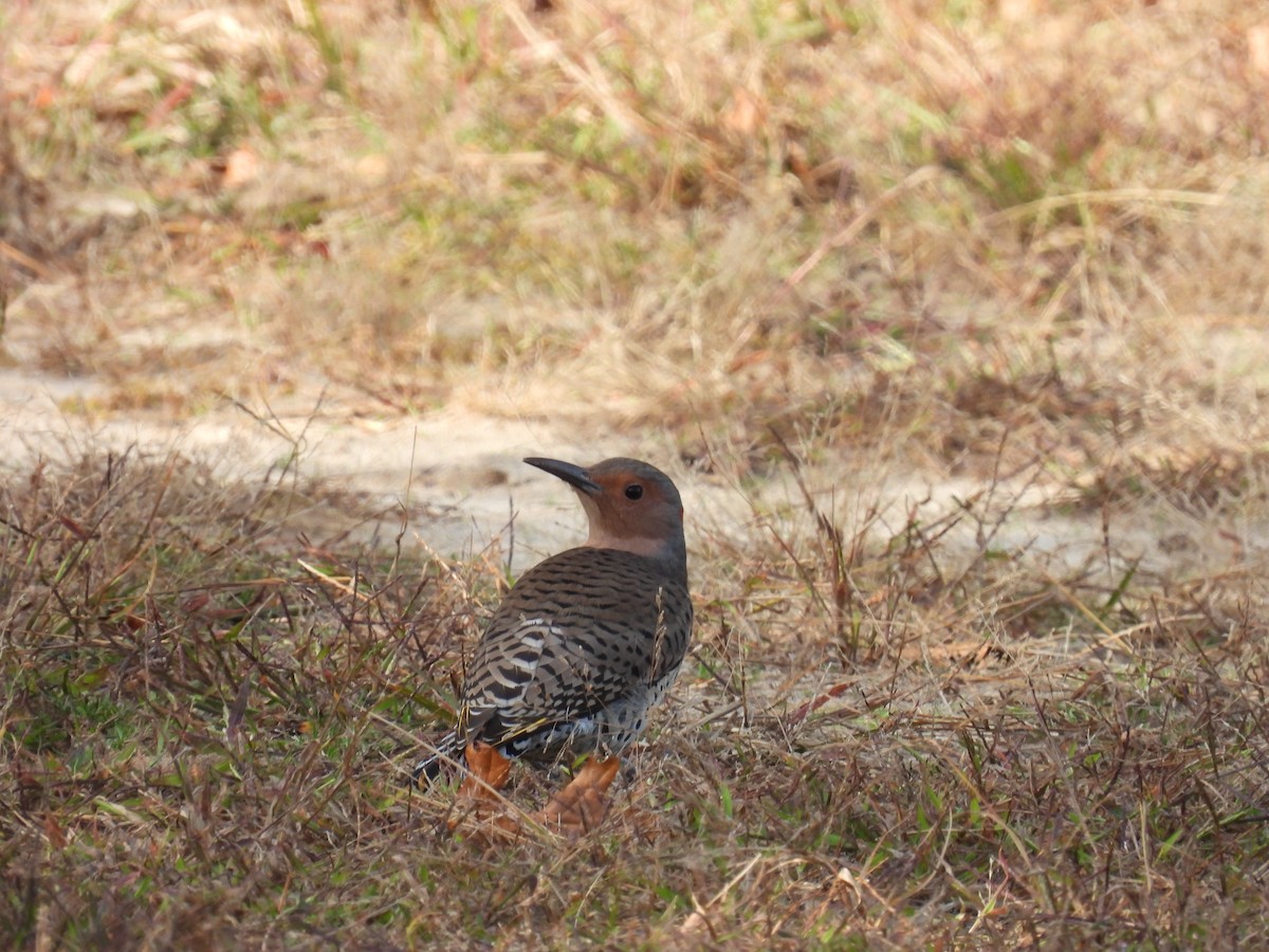 Northern Flicker - ML643689171