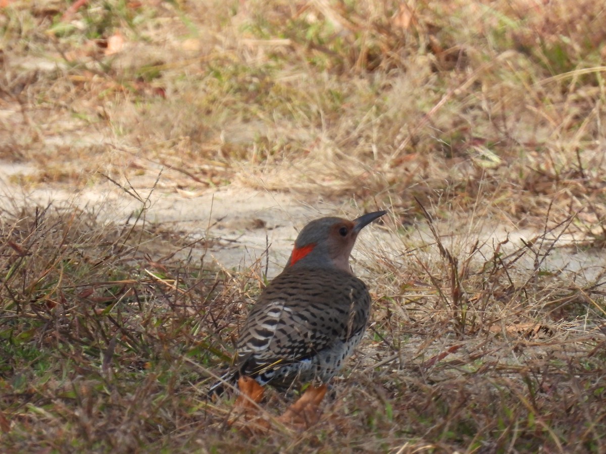 Northern Flicker - ML643689172