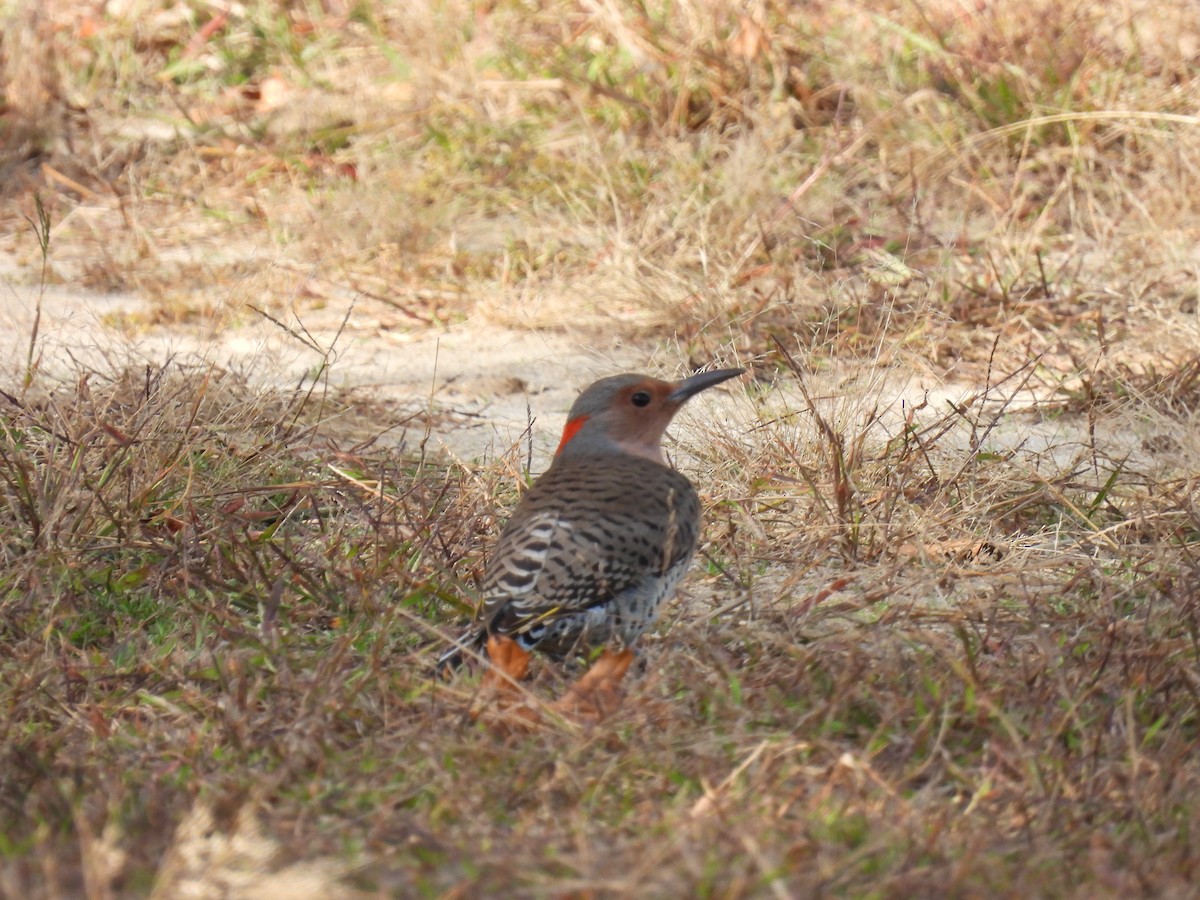 Northern Flicker - ML643689173