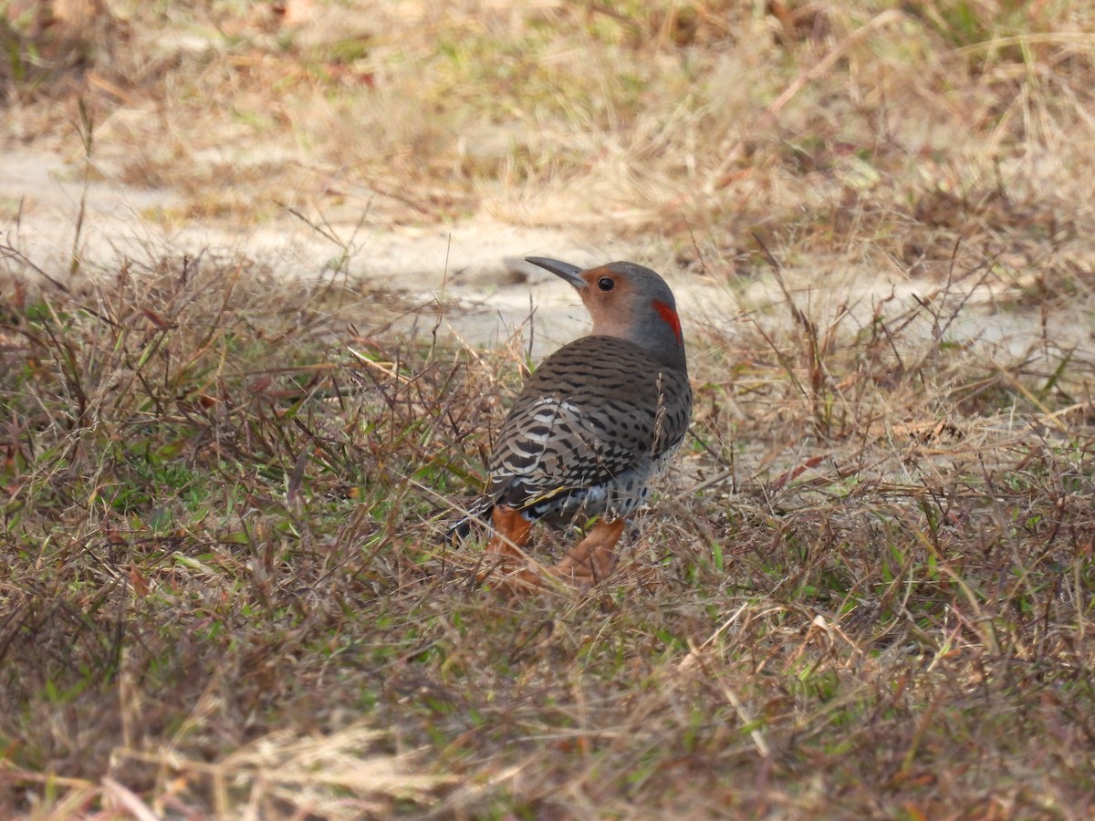 Northern Flicker - ML643689174