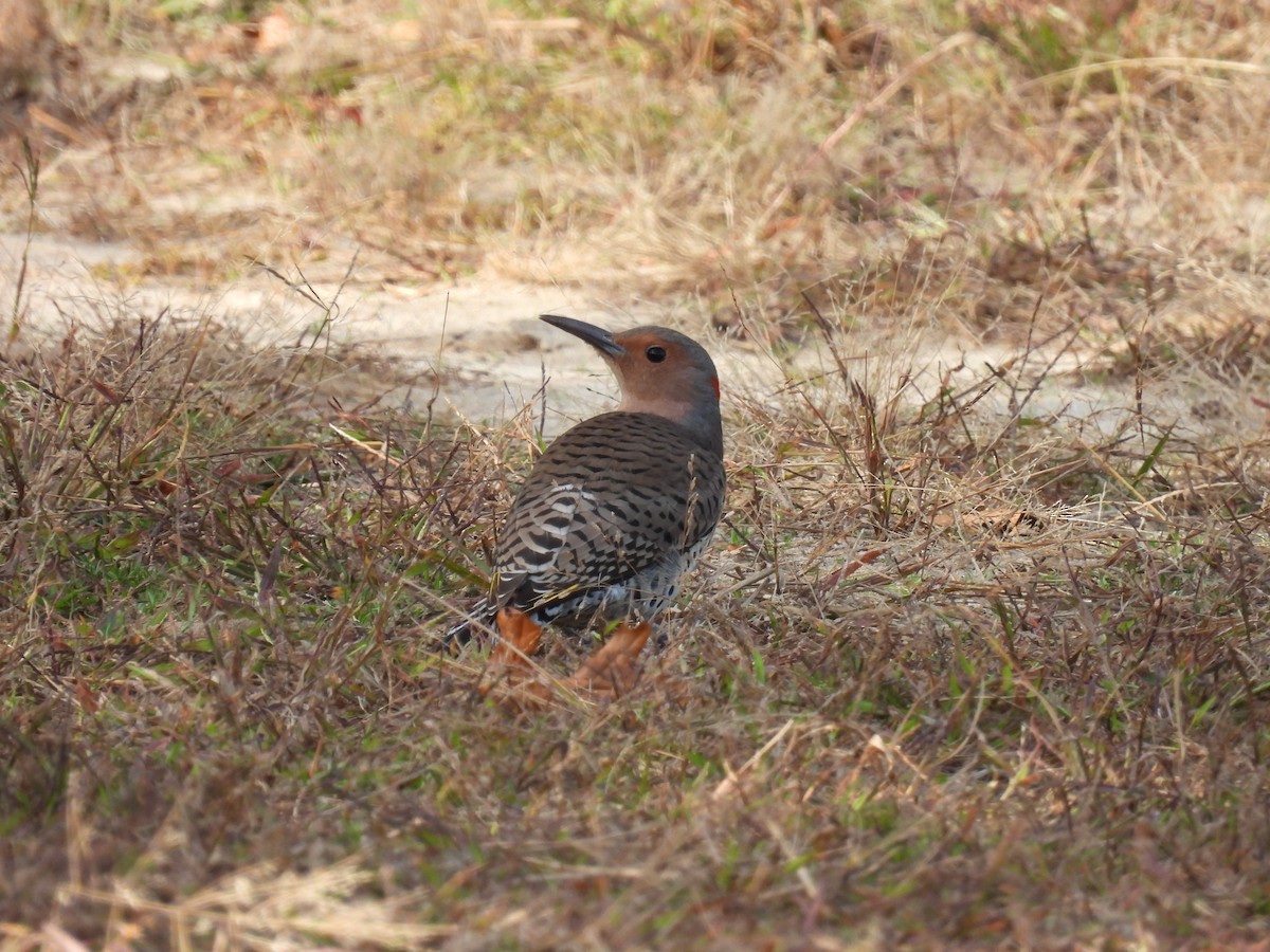Northern Flicker - ML643689175