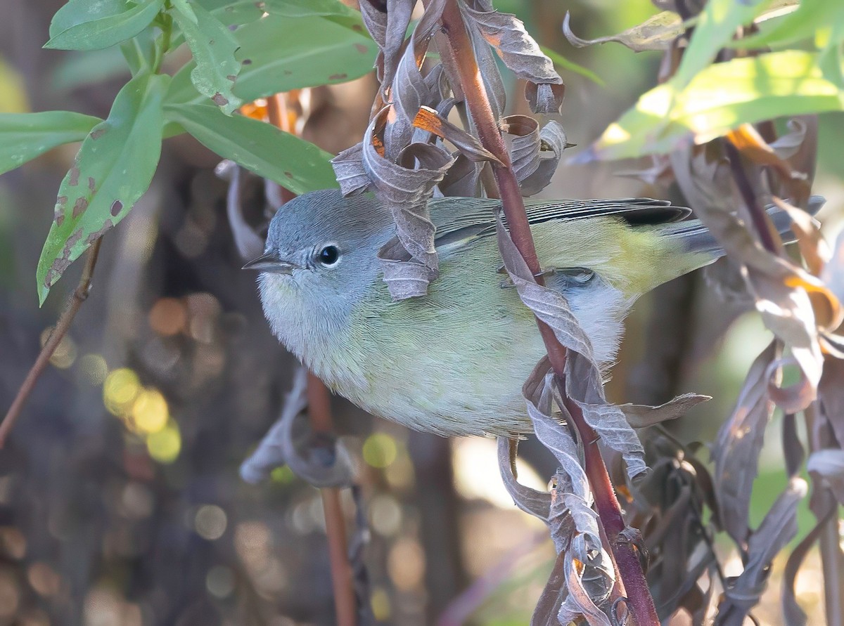 Orange-crowned Warbler - ML643689176
