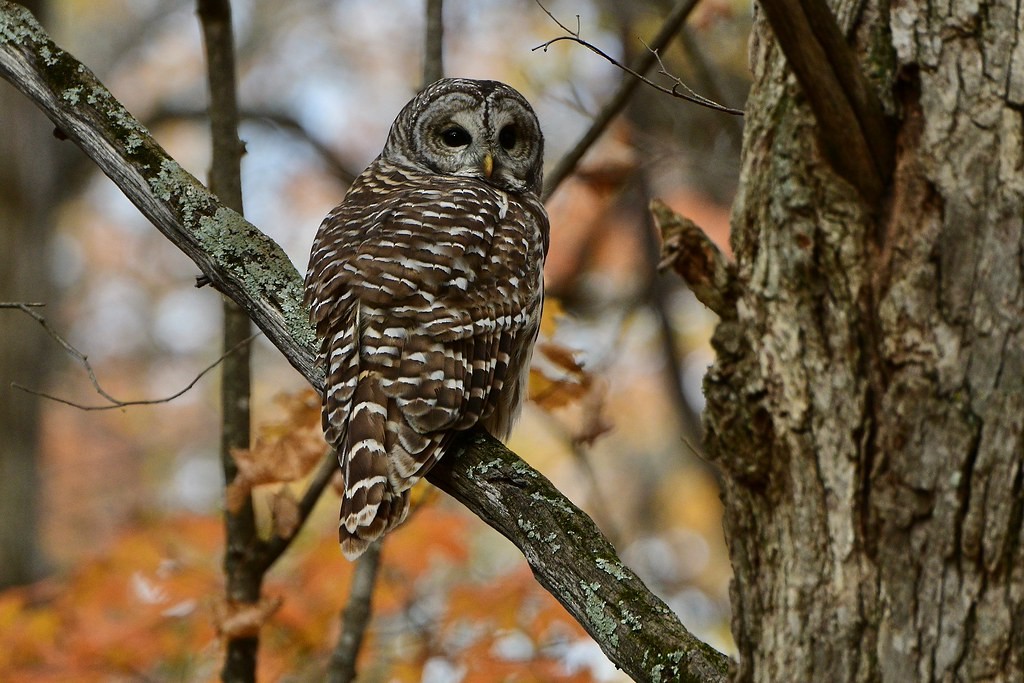 Barred Owl - ML643689177