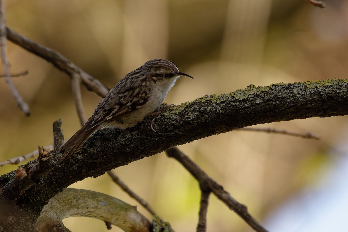 Short-toed Treecreeper - ML643689205