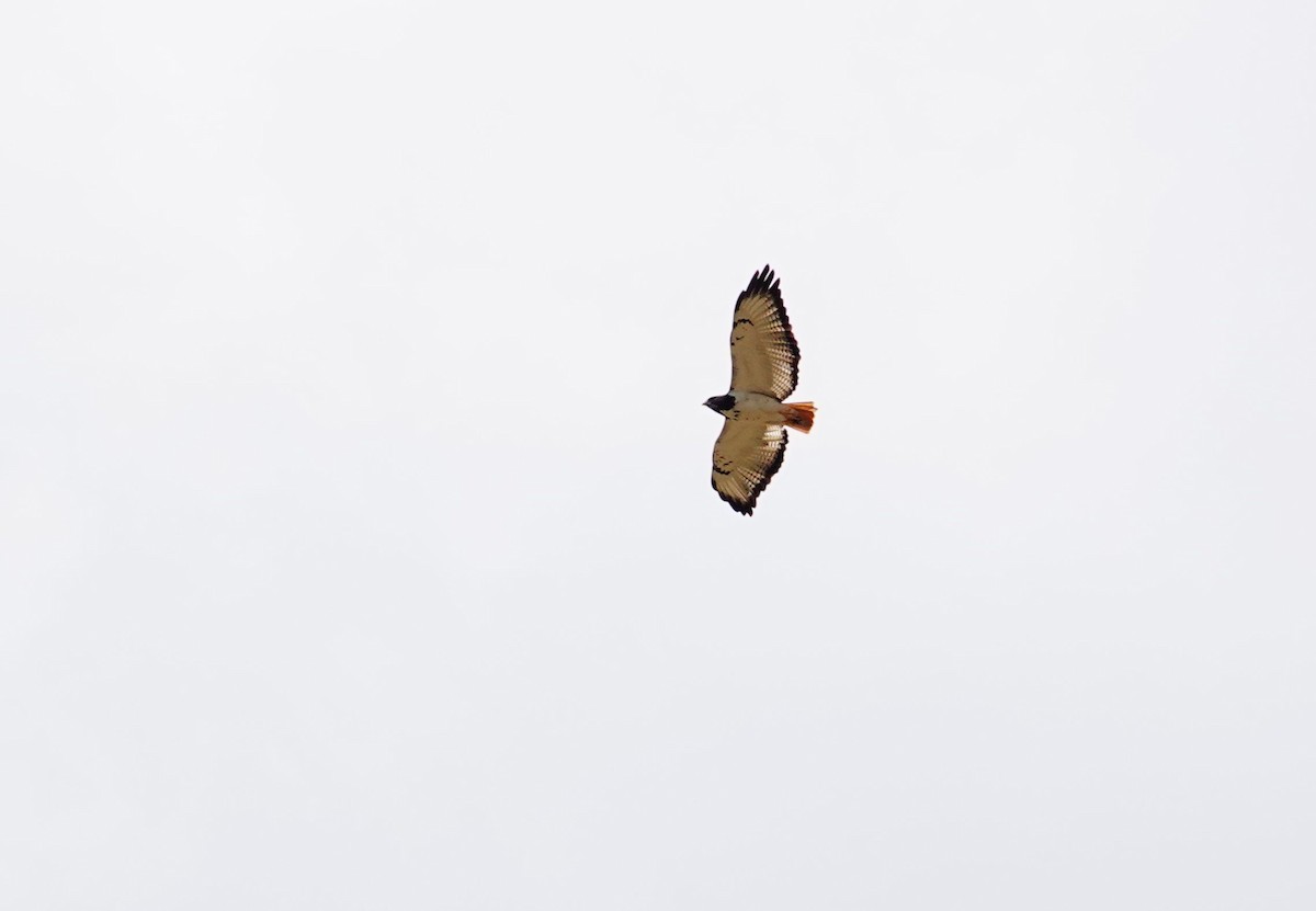 Augur Buzzard (Augur) - ML643689223