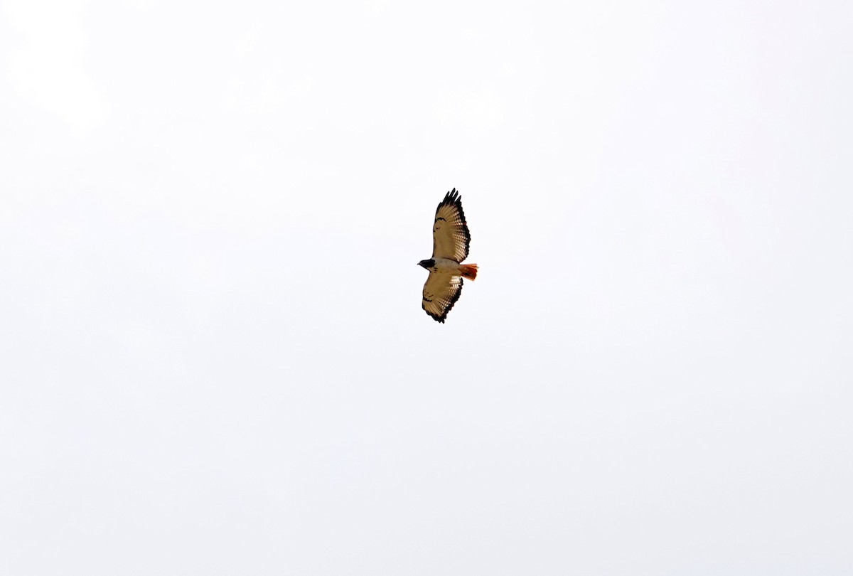 Augur Buzzard (Augur) - ML643689224