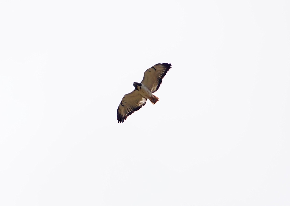 Augur Buzzard (Augur) - ML643689225