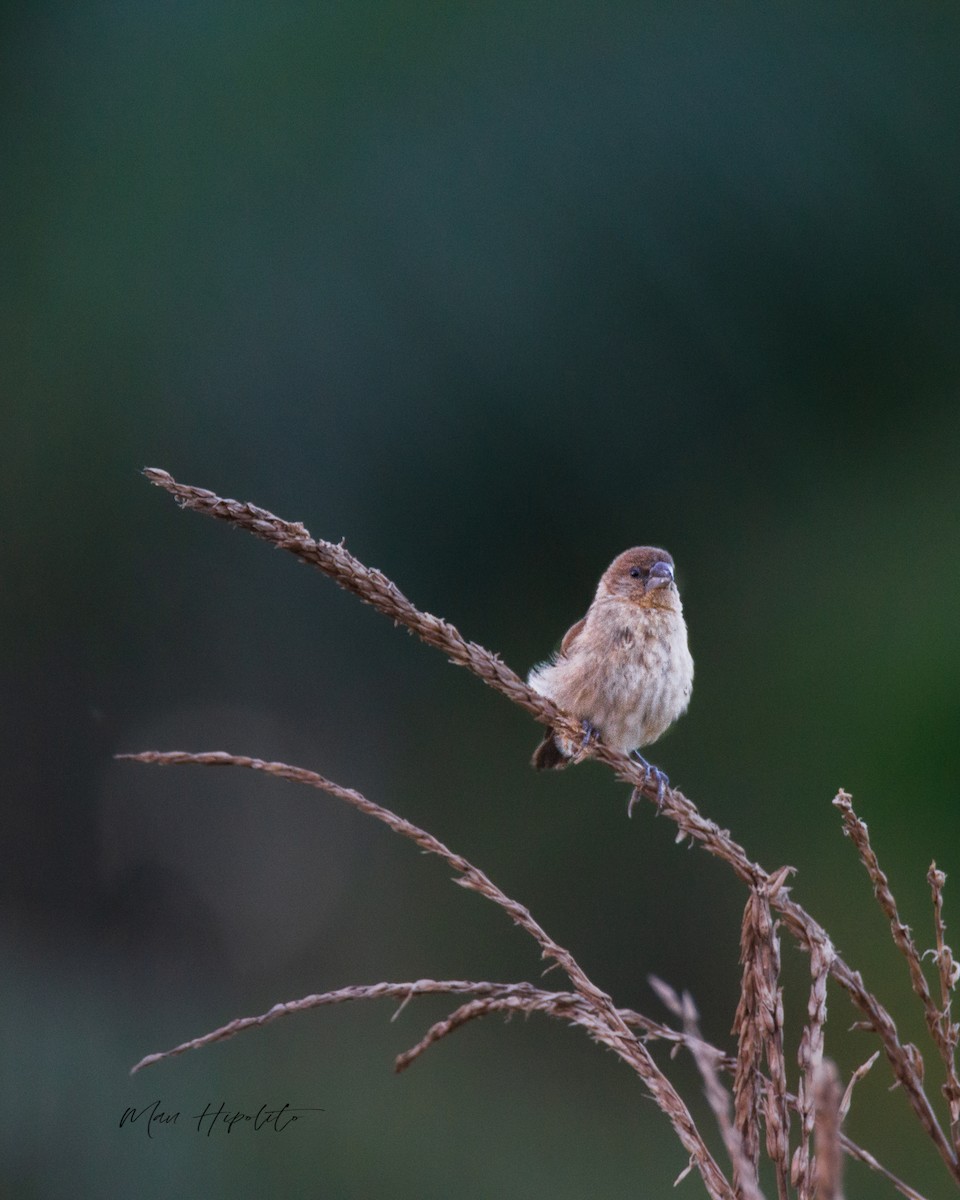 Scaly-breasted Munia - ML643689260
