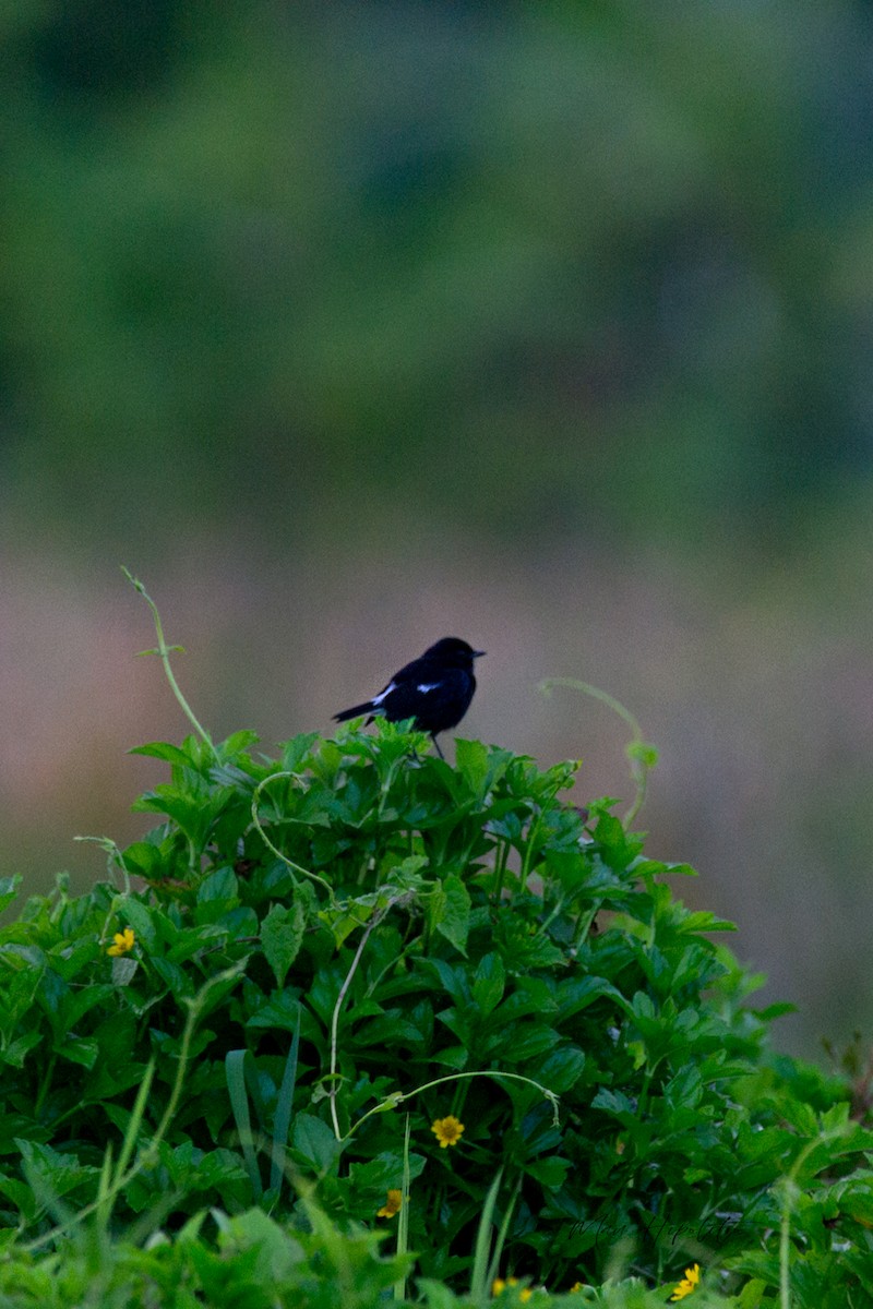 Pied Bushchat - ML643689264