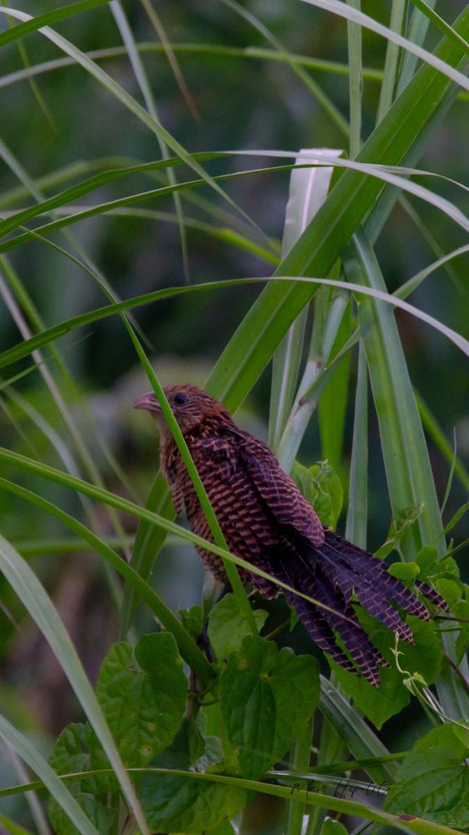 Lesser Coucal - ML643689266