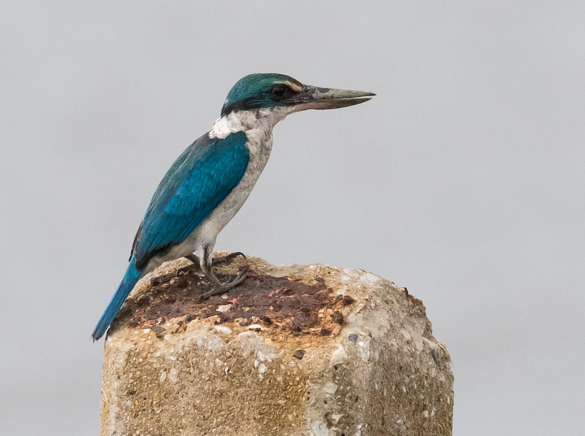 Collared Kingfisher - ML643689275
