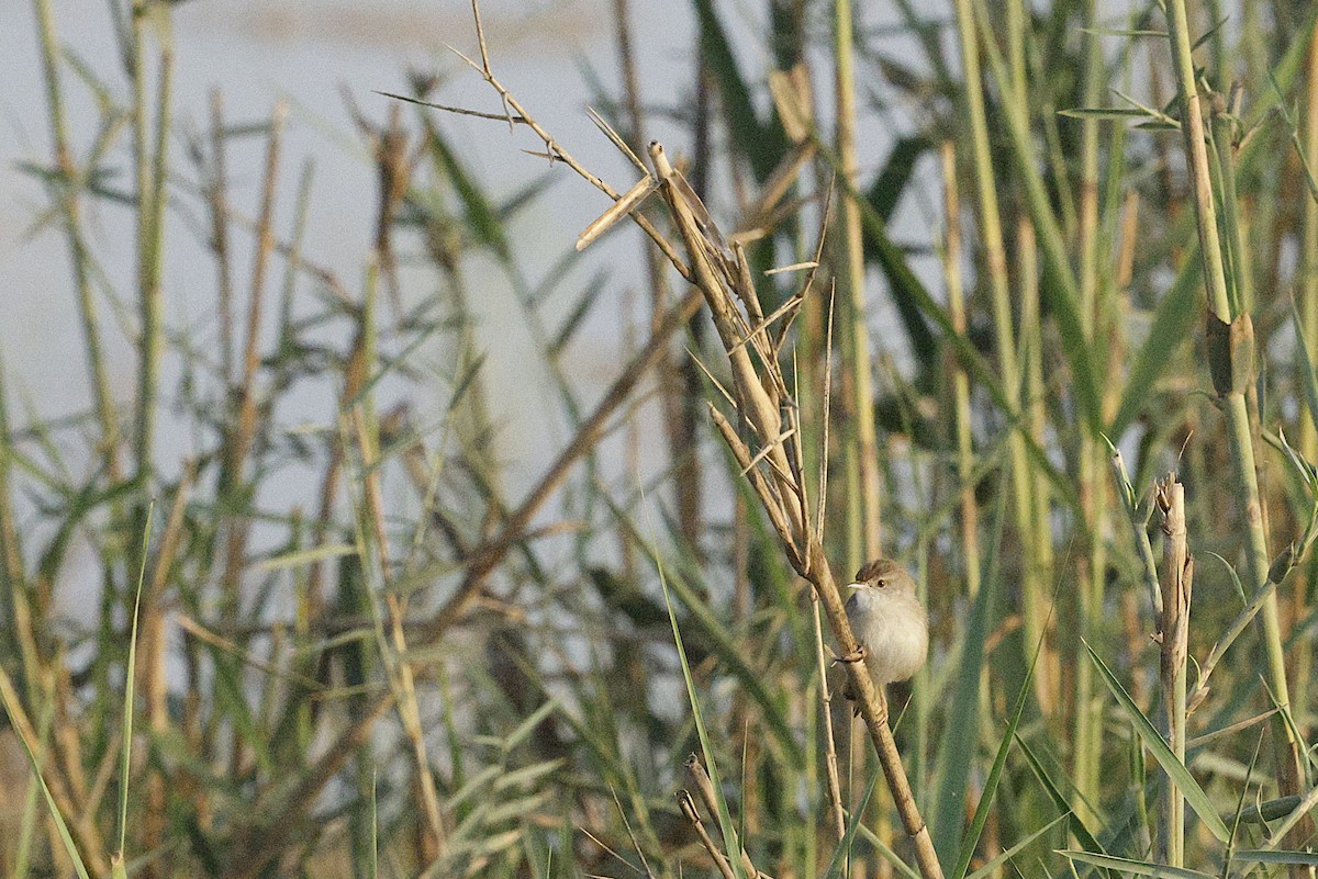 Delicate Prinia - ML643689285