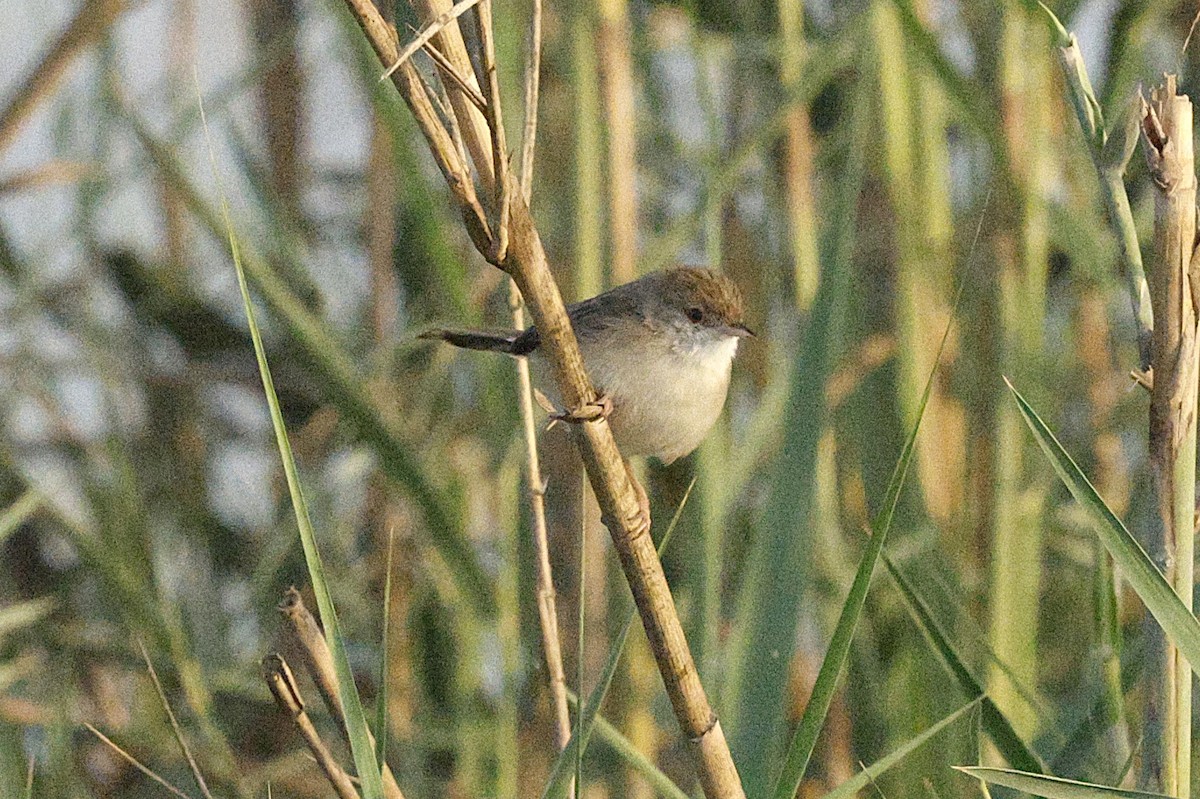 Delicate Prinia - ML643689286