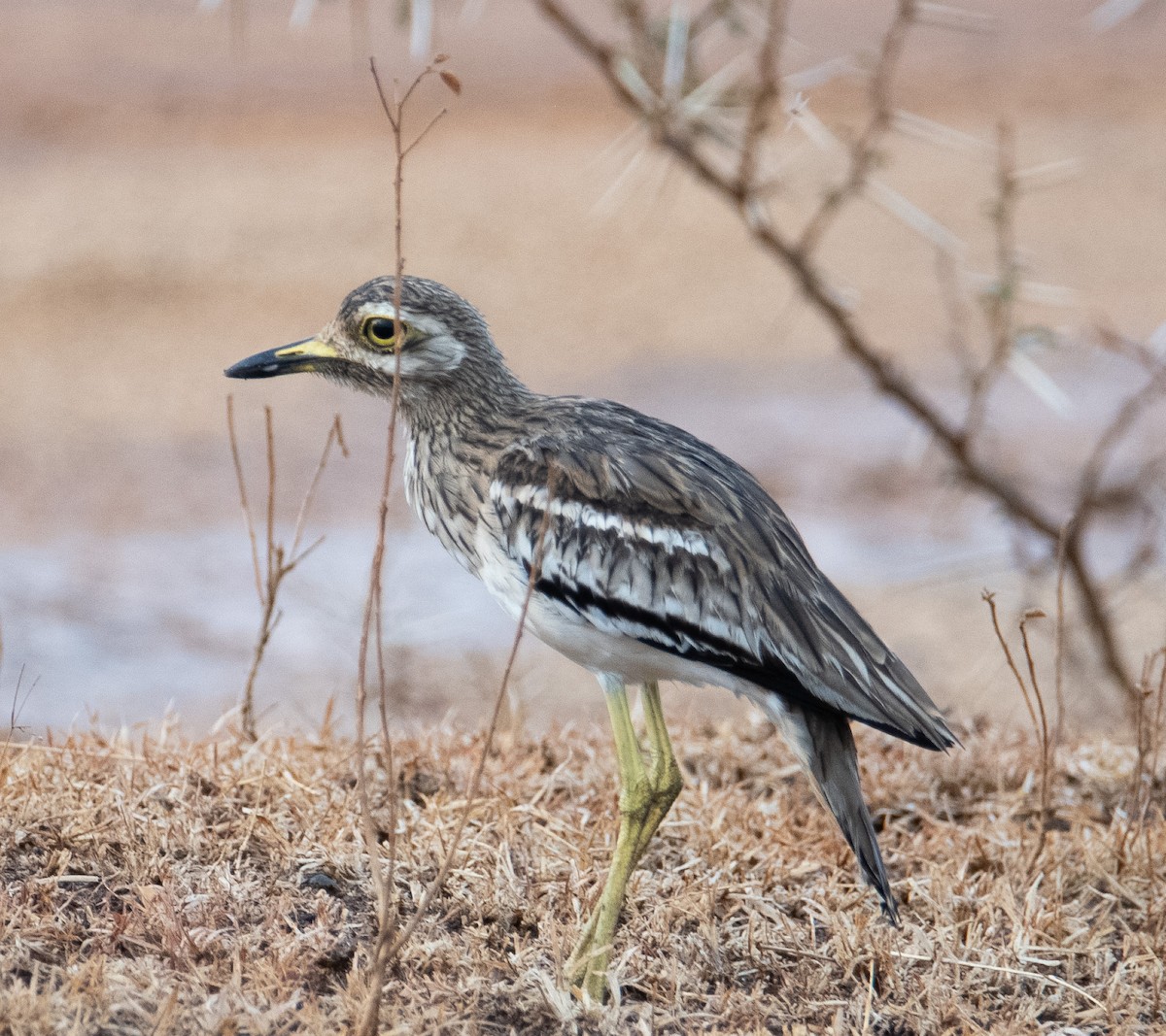 Indian Thick-knee - ML643689292