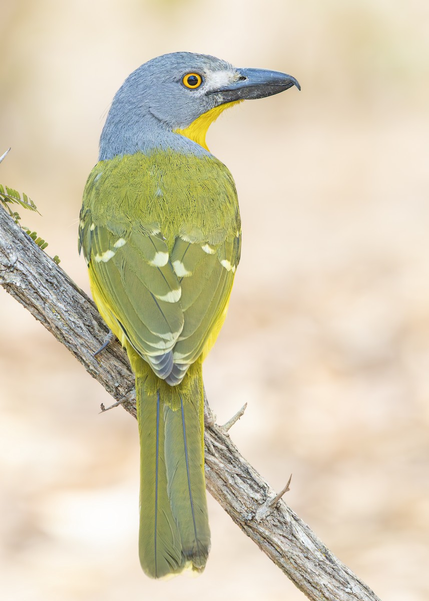 Gray-headed Bushshrike - ML643689314