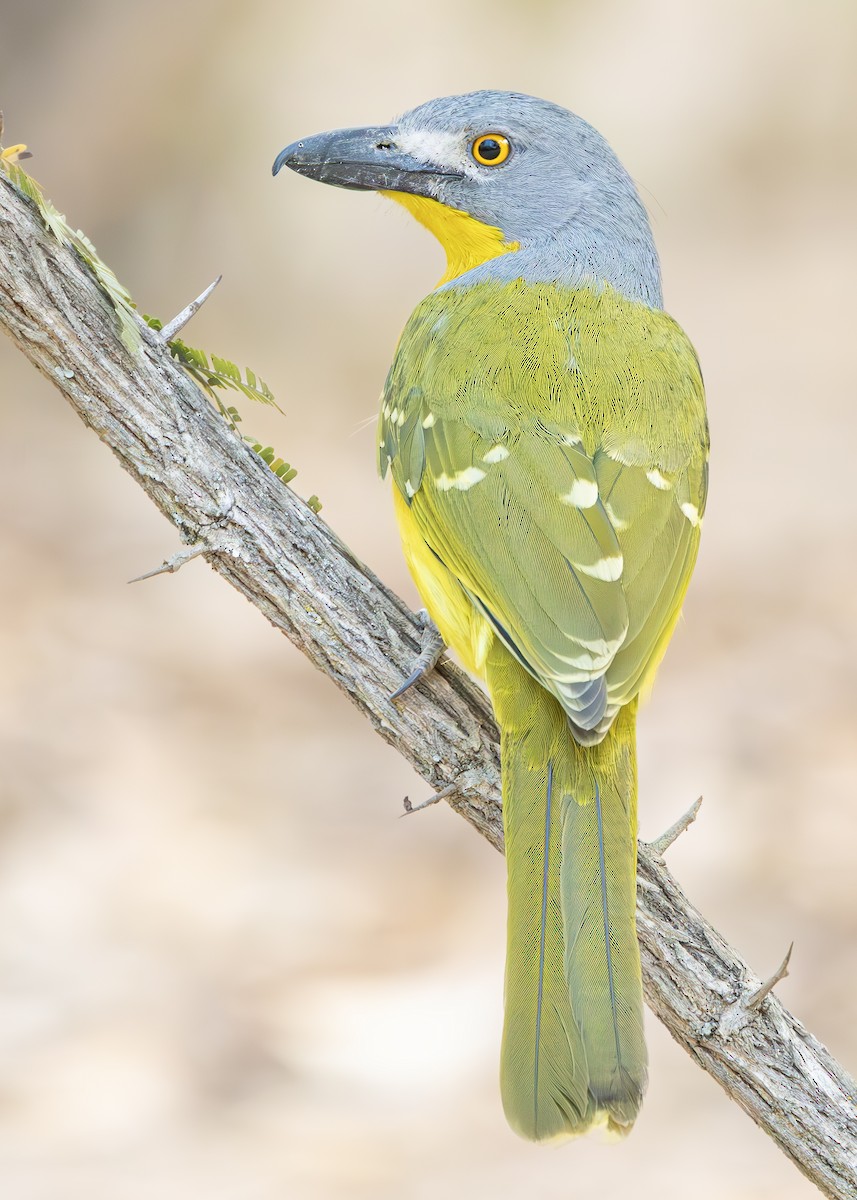 Gray-headed Bushshrike - ML643689315