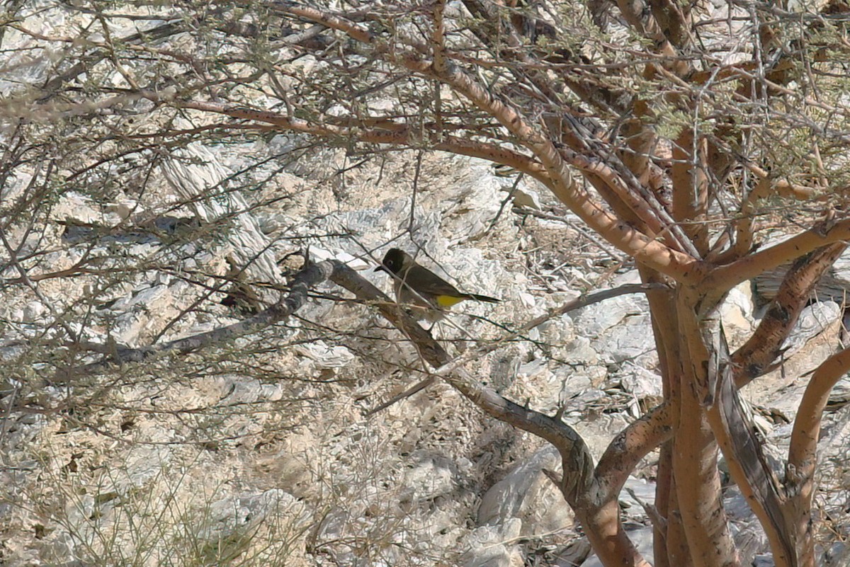 White-spectacled Bulbul - ML643689320