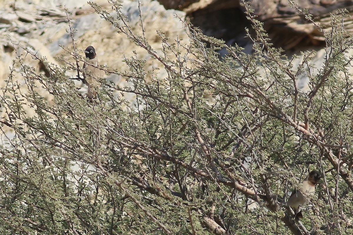 White-spectacled Bulbul - ML643689321