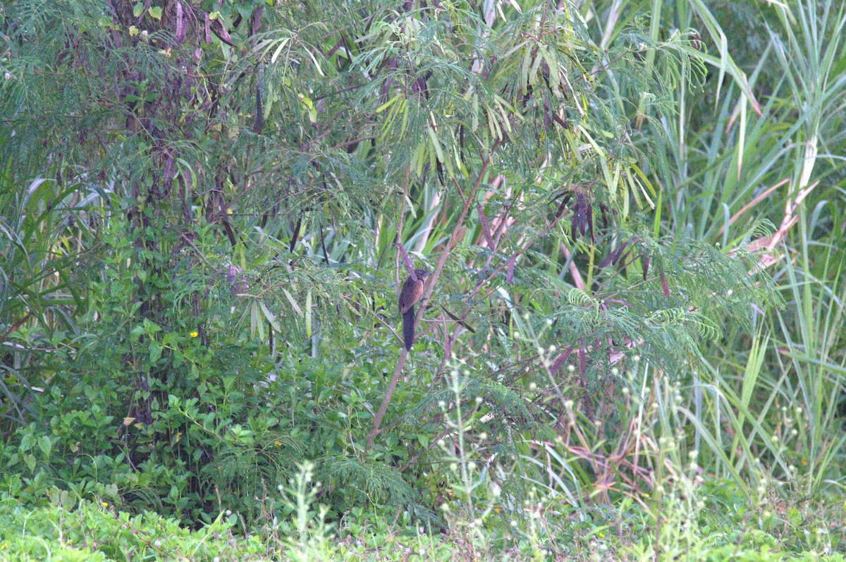 Lesser Coucal - ML643689334