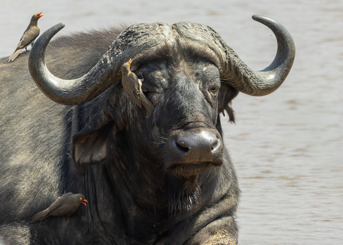 Red-billed Oxpecker - ML643689372