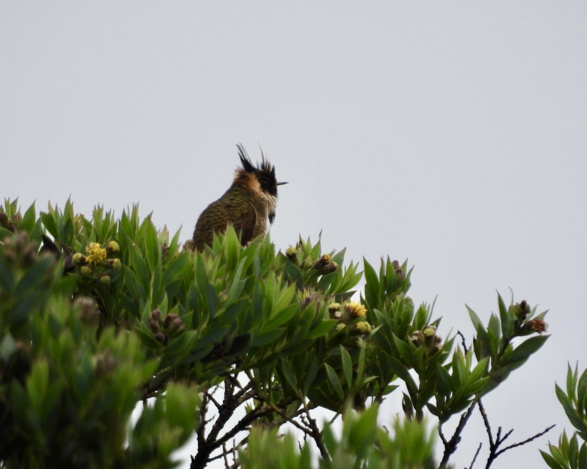 Buffy Helmetcrest - ML643689396