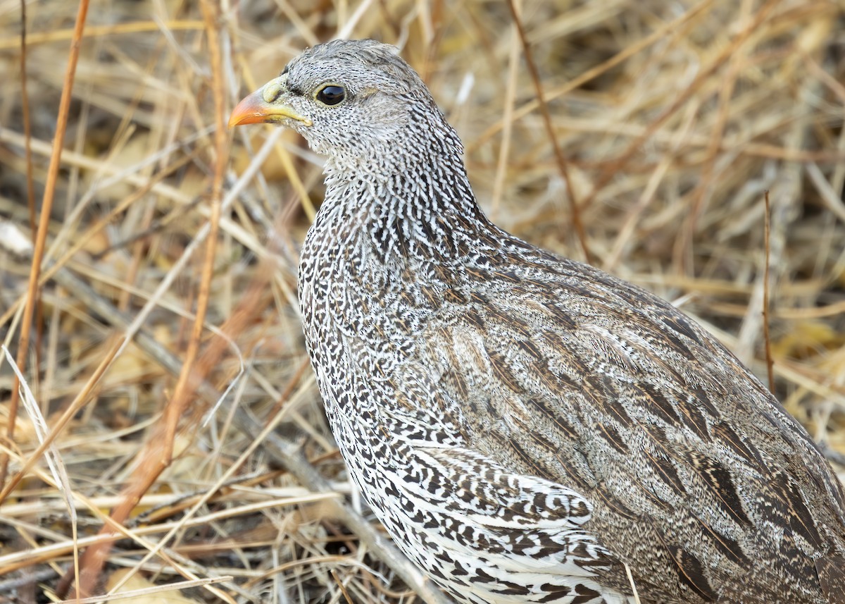 Natal Spurfowl - ML643689411