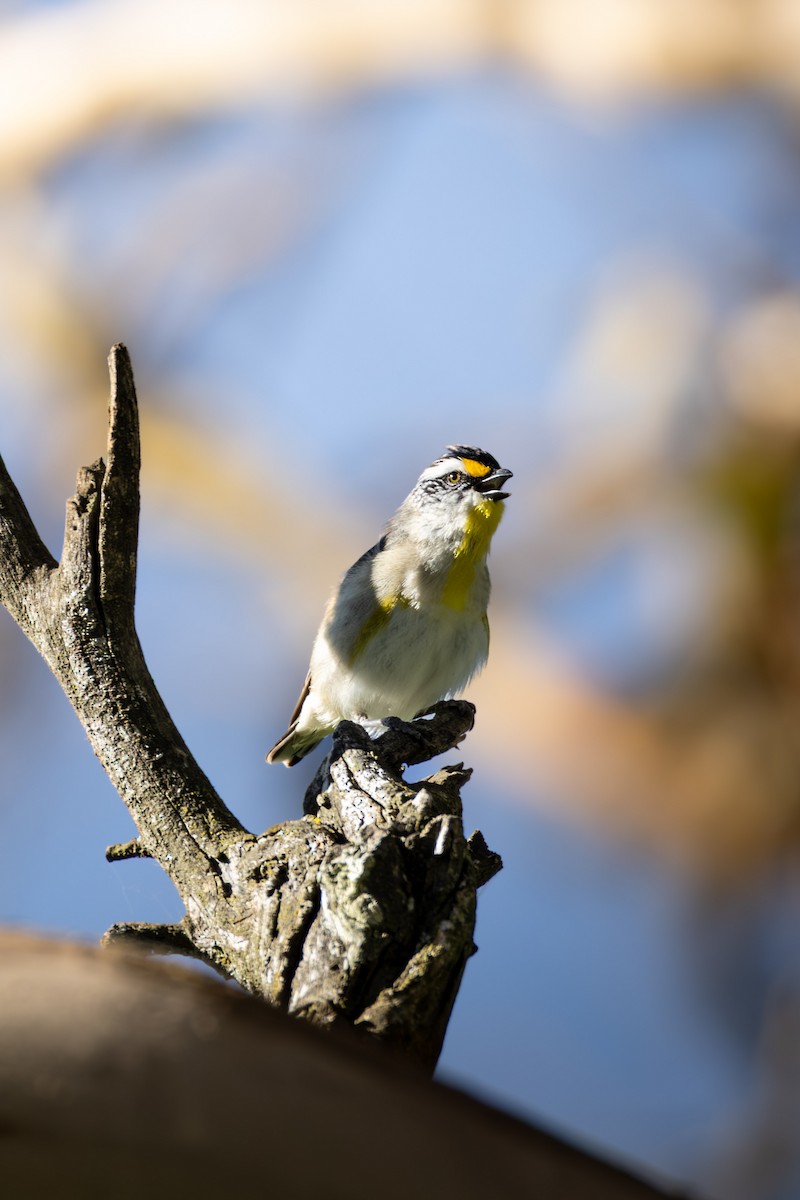 Pardalote à point jaune - ML643689416
