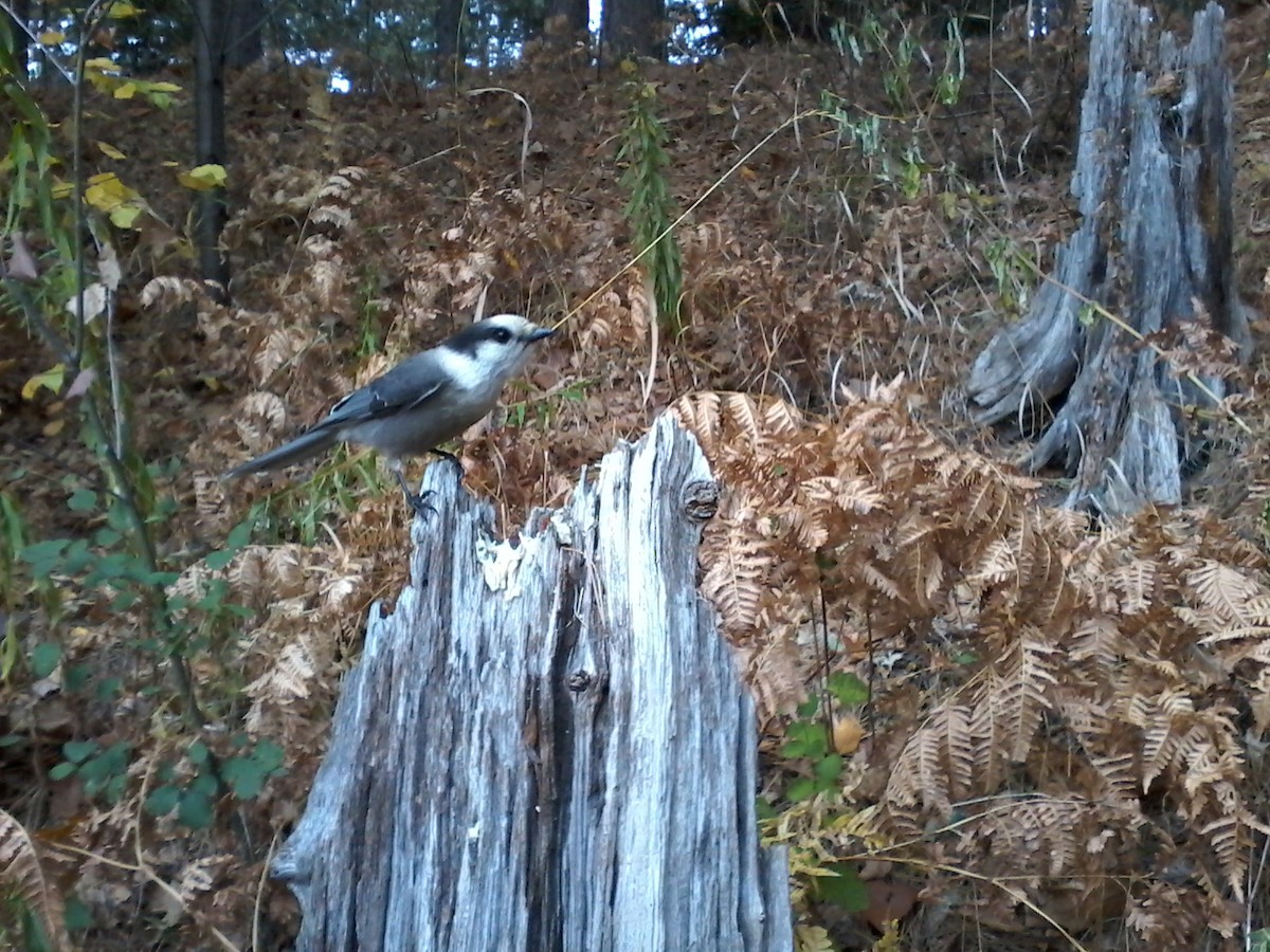Canada Jay (Boreal) - ML643689432