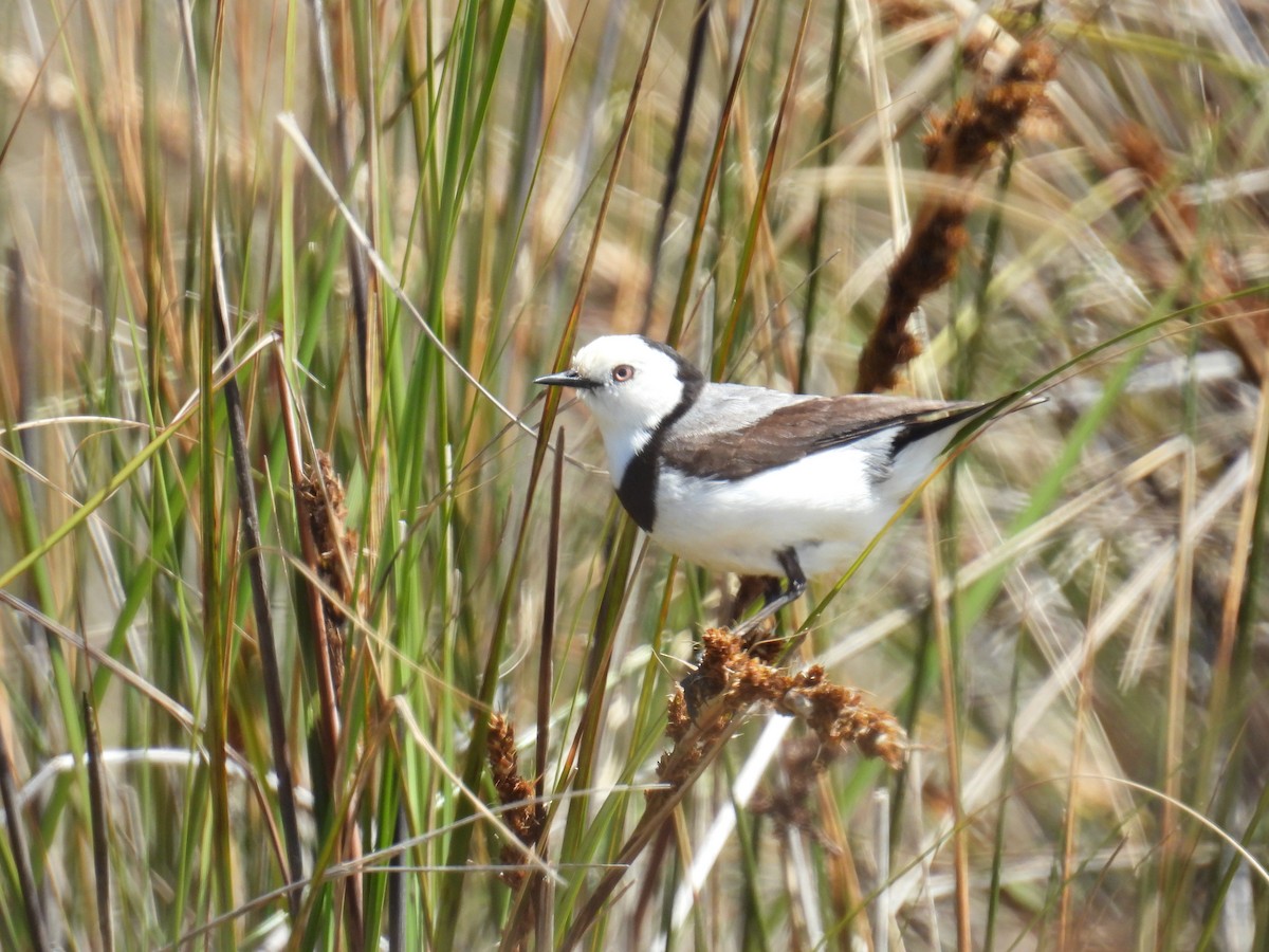 White-fronted Chat - ML643689433