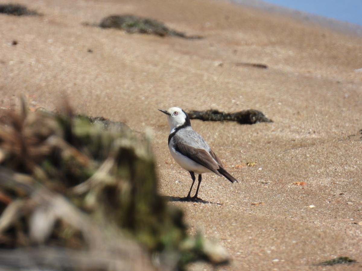 White-fronted Chat - ML643689434