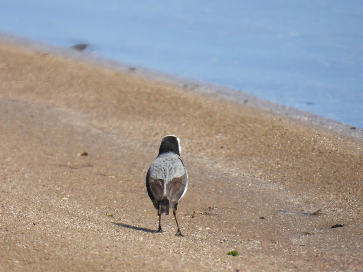 White-fronted Chat - ML643689435