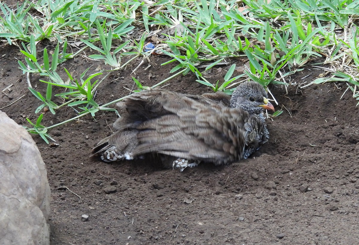 Natal Spurfowl - ML643689445