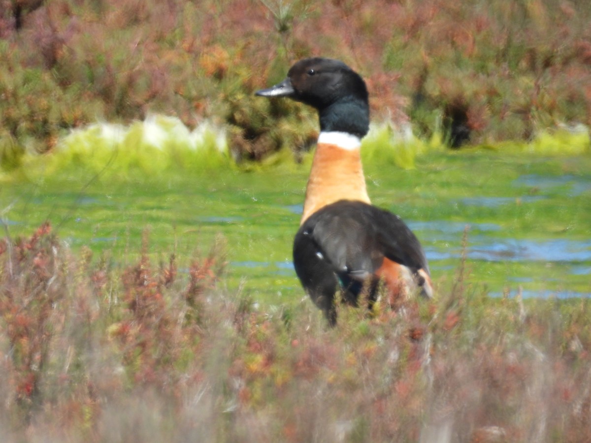 Australian Shelduck - ML643689466
