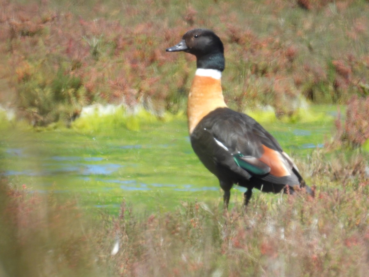 Australian Shelduck - ML643689467