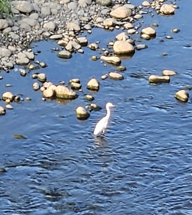 Great Egret - ML643689483