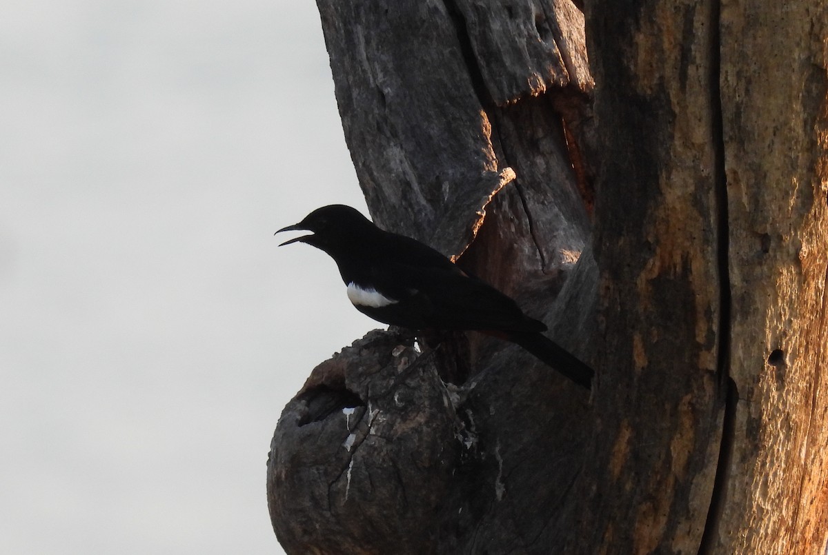 Mocking Cliff-Chat - ML643689487