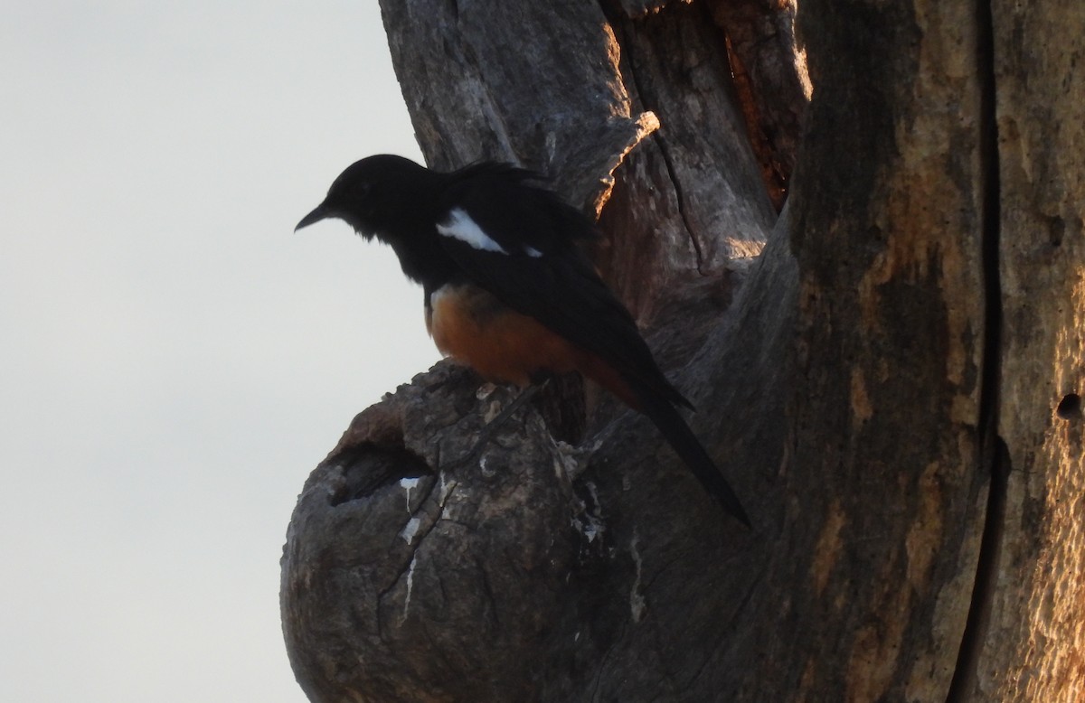 Mocking Cliff-Chat - ML643689488