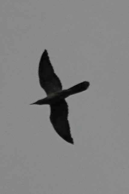 Channel-billed Cuckoo - ML643689493