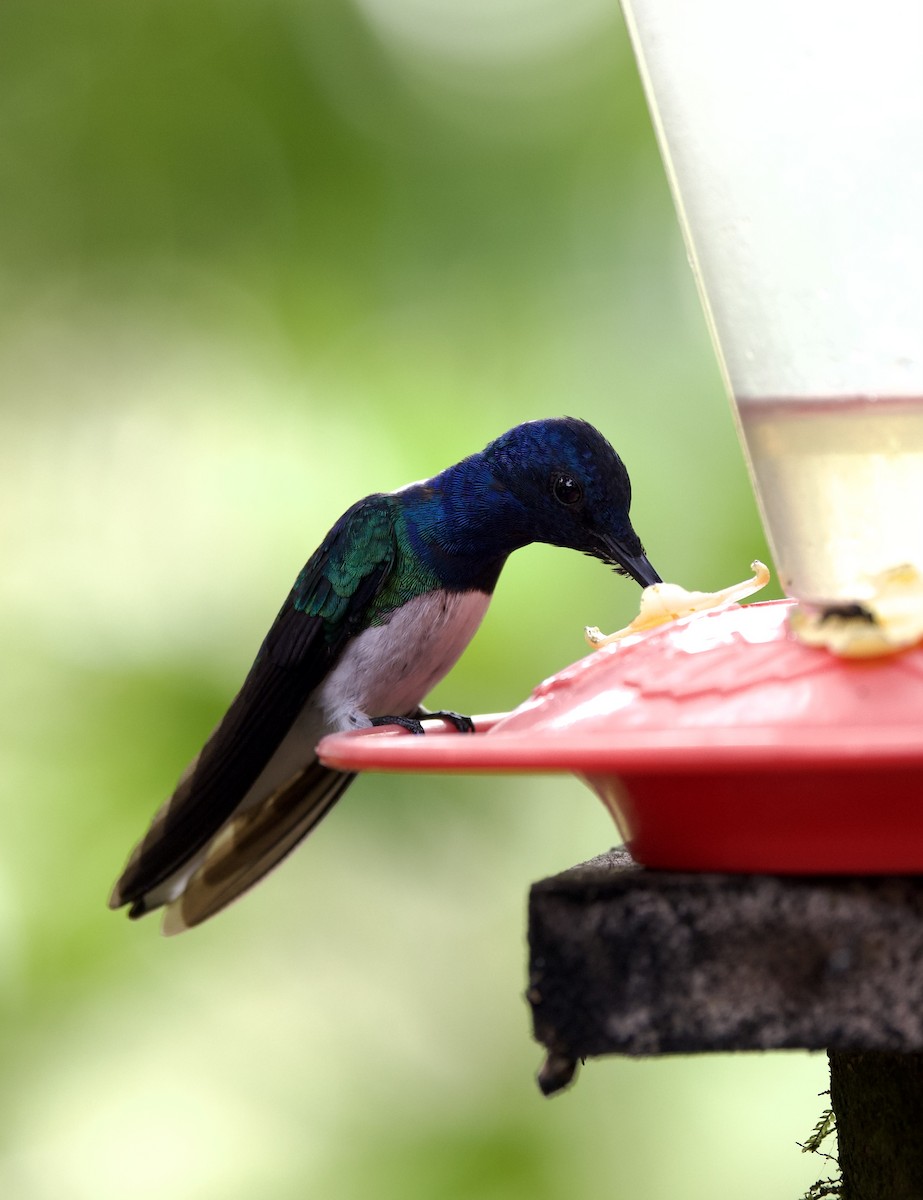 Colibri jacobin - ML643689500