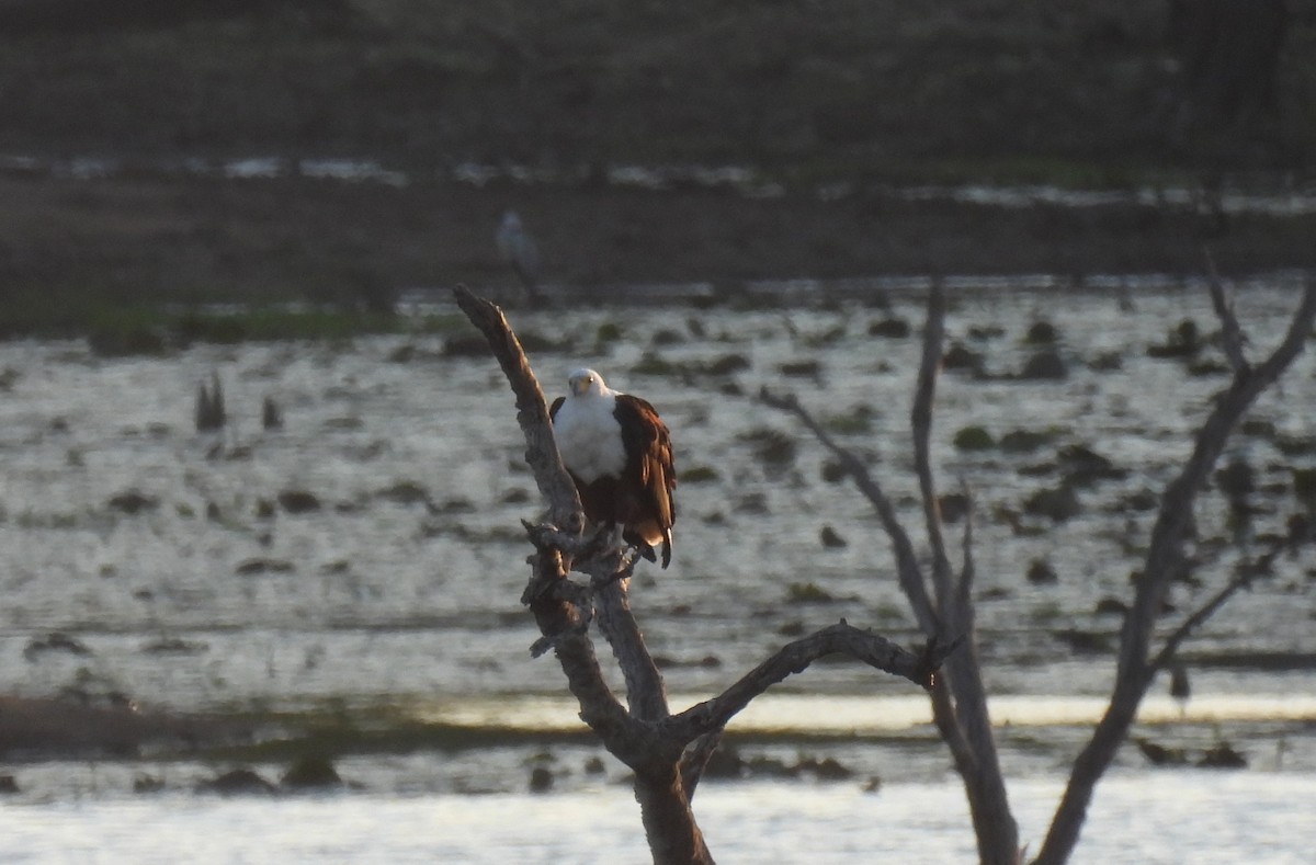 African Fish-Eagle - ML643689516