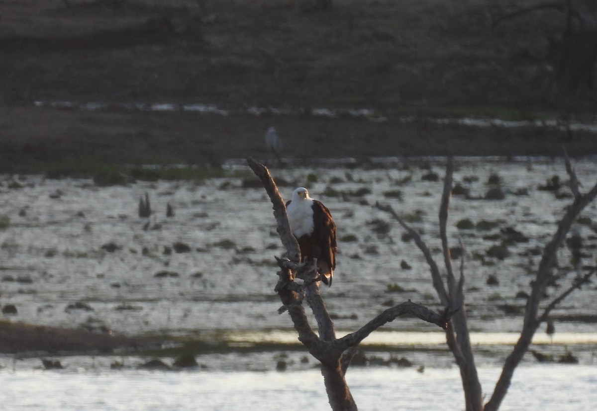 African Fish-Eagle - ML643689517