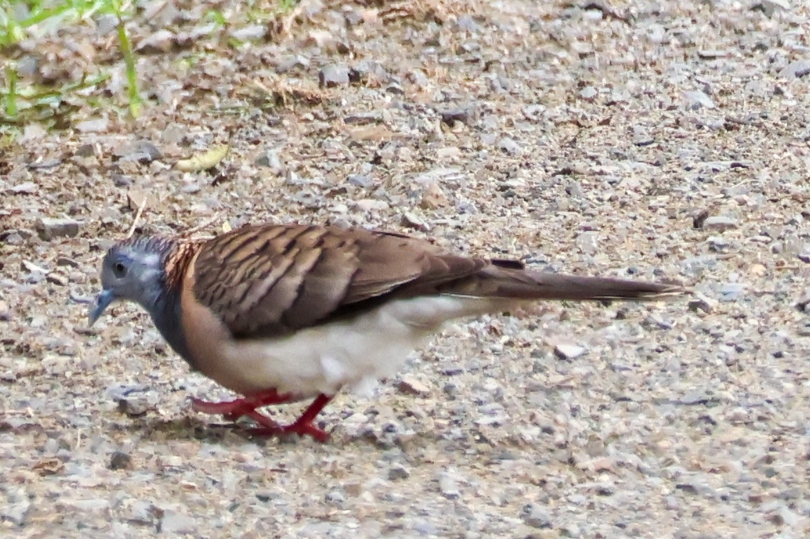Bar-shouldered Dove - ML643689534