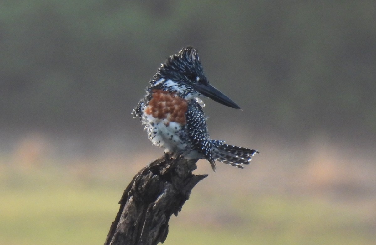 Giant Kingfisher - ML643689549