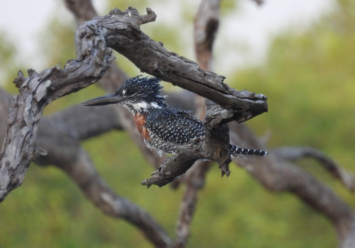 Giant Kingfisher - ML643689550
