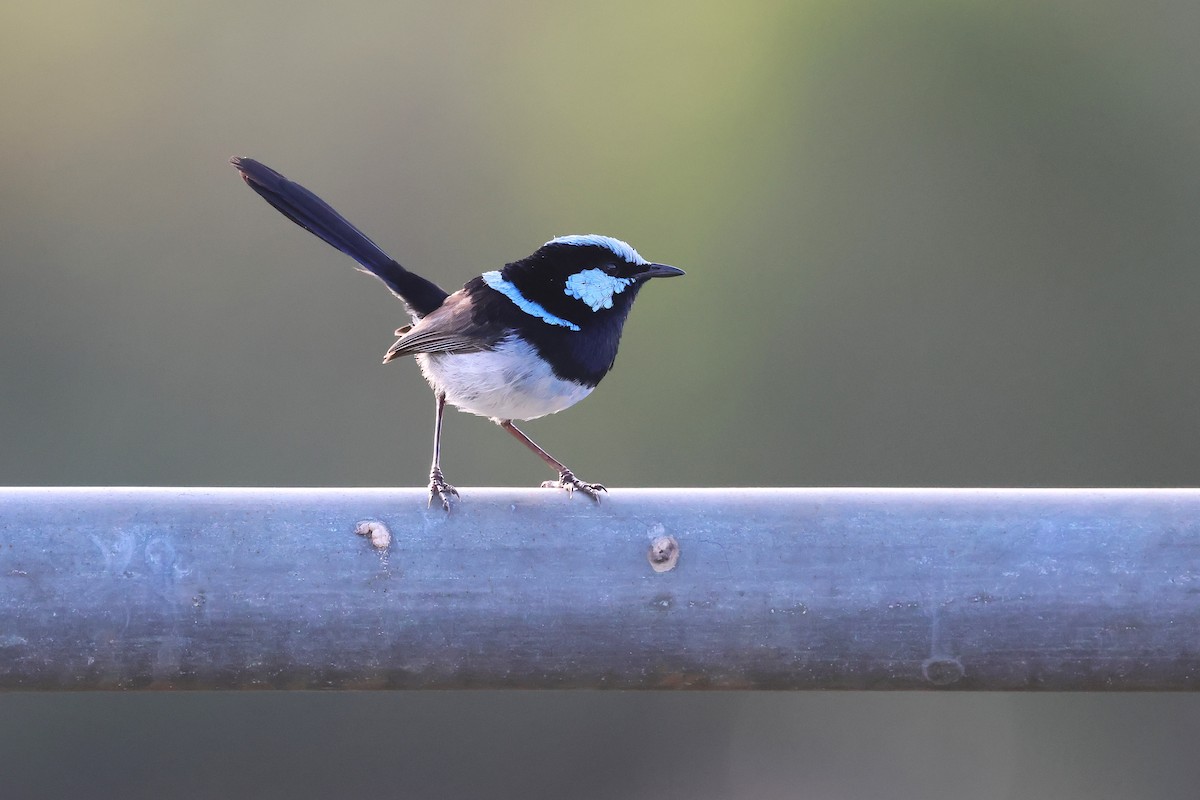 Superb Fairywren - ML643689551