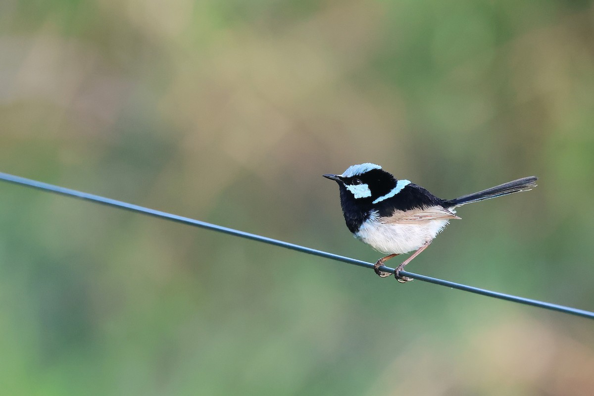 Superb Fairywren - ML643689574