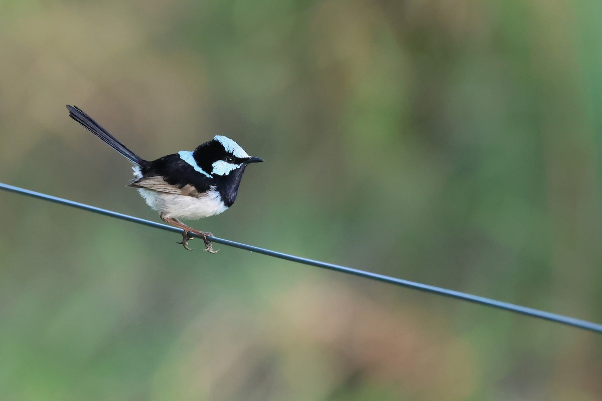 Superb Fairywren - ML643689576