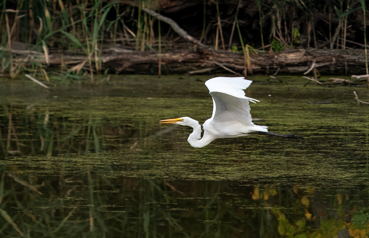 Great Egret - ML643689599